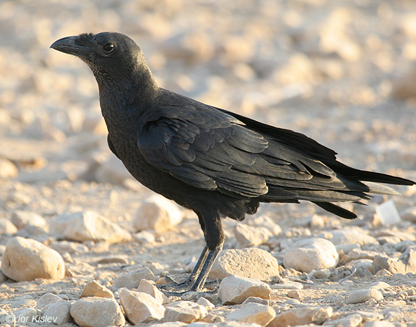   עורב קצר זנב Fan-tailed Raven Corvus rhipidurus                          נחל צאלים,מדבר יהודה,אוקטובר 2007 .צלם:ליאור כסלו